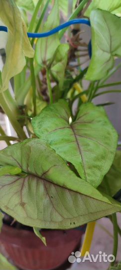 Домашние растения цветы