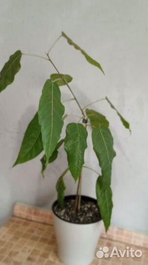 Фикус Браун лиф Т29