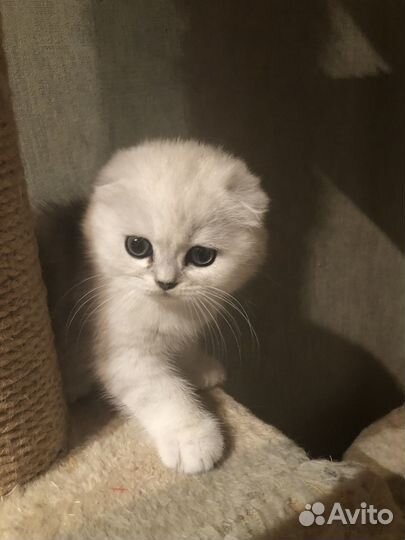 Шотландская