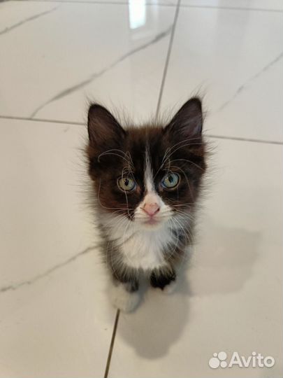 Котята отдам в добрые руки бесплатно