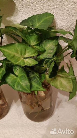 Сингониум и другие отростки