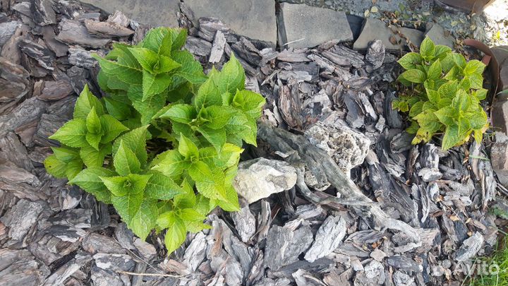 Кора тополя+сосны для мульчирования