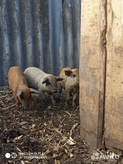 Поросята венгерской мангалицы