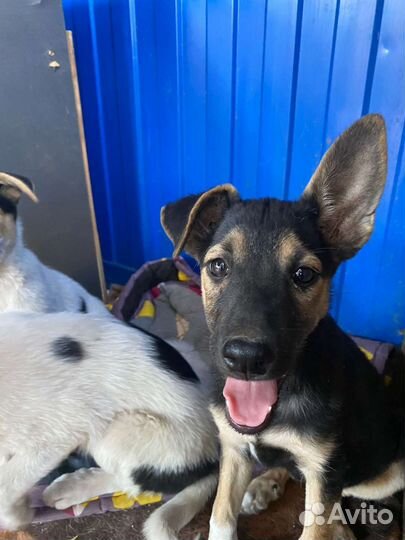 Щенок в добрые руки