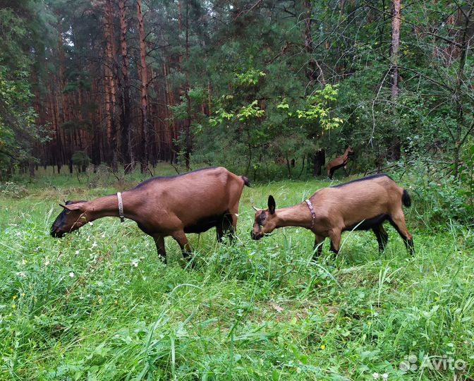 Чешская козочка 6 мес