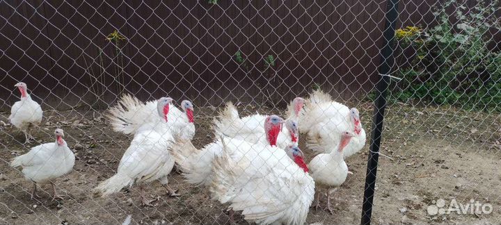 Мясо домашней птицы (Индейка)