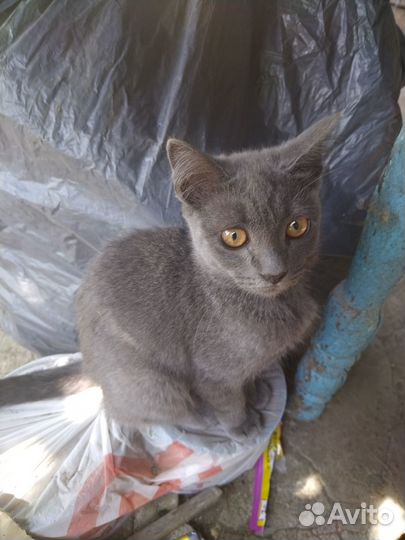 Отдам в добрые руки котят, мальчики и девочка