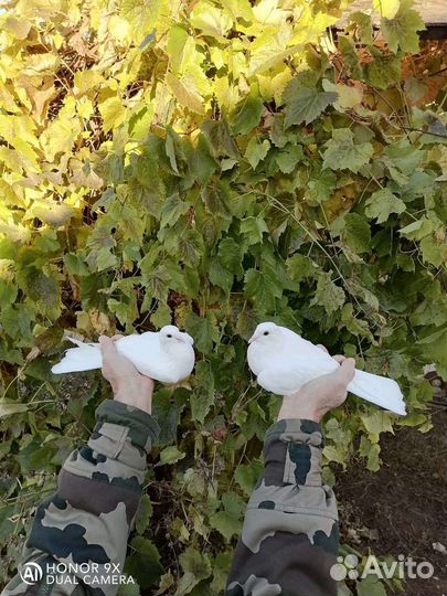 Голуби свадебные