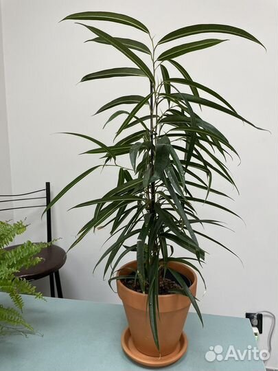 Фикус Али 75 см