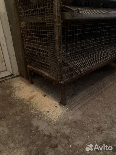 Клетка для перепелов