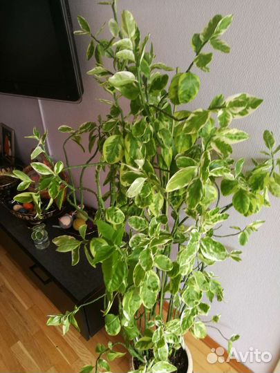 Педилантус вариегатный