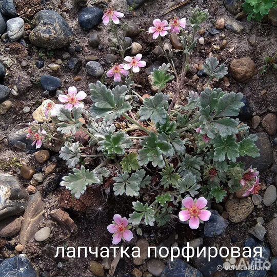 Растения для альпинариума