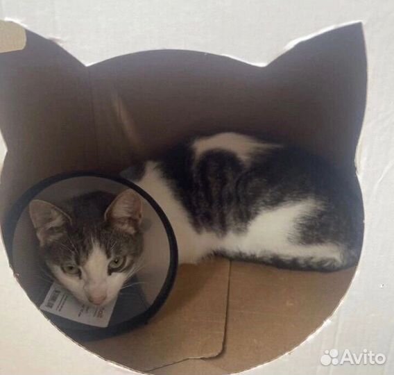Котейка ищет дом