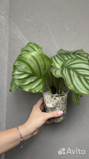 Калатея орбифолия