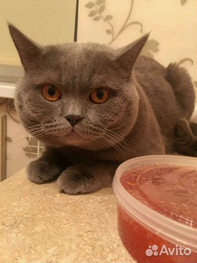 Кот на вязку