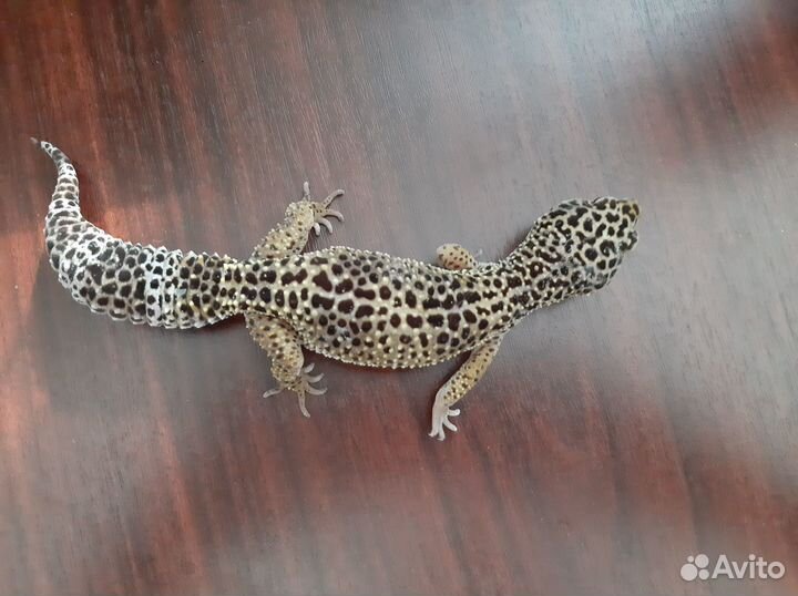 Эублефар самка