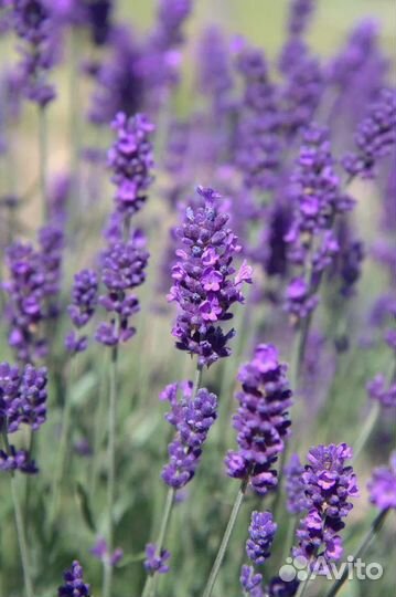 Лаванда узколистная саженец