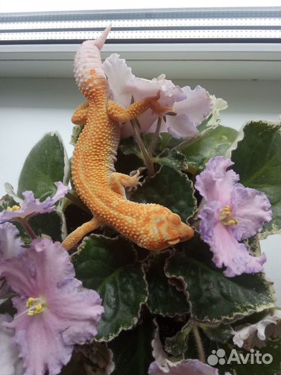 Пятнистый леопардовый эублефар