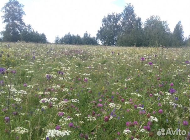 Мед 24 года из Алтая опт