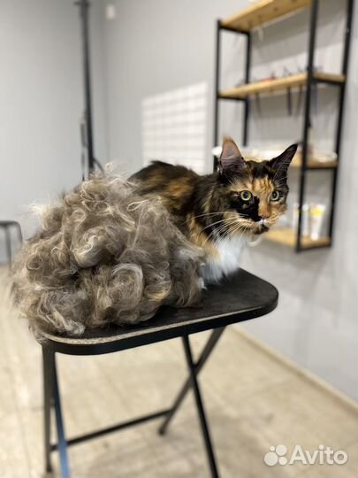 Экспресс-линька, груминг собак И кошек