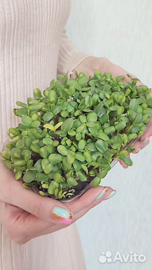 Микрозелень