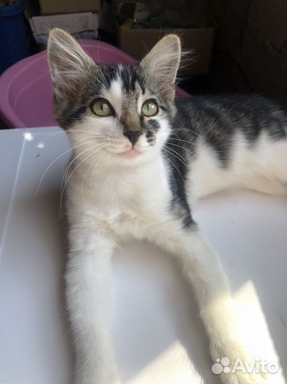 Кошечка в дар