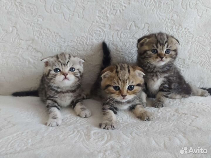 Шотландские вислоухие котята