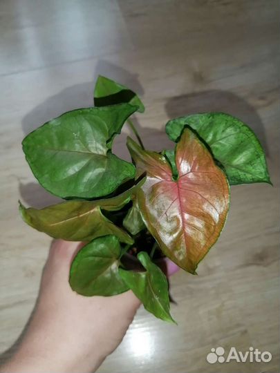 Сингониум, Хоя