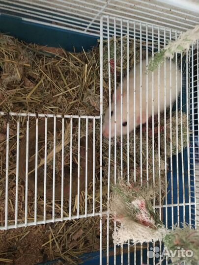 Отдам крысу с клеткой