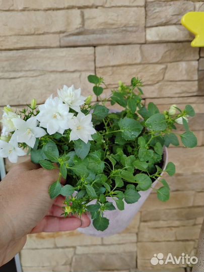 Кампанулы в 2л, цветущие