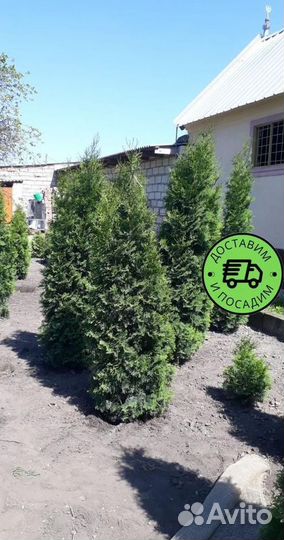 Туя Колумна