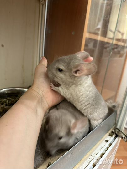 Стеллаж витрина клетка для шиншиллы