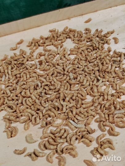 Готовый бизнес - Ферма кормовых насекомых