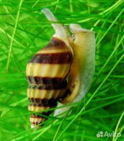 Креветки,растения,Хелены,Отоцинклюс,Попондетта