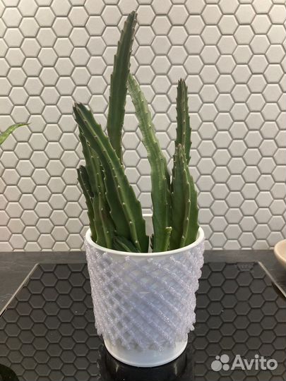 Стапелия (черенки)