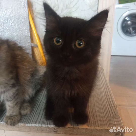 Коты