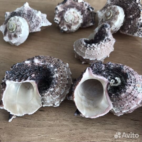 Ракушки набор