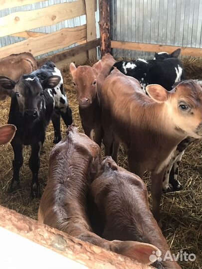 Телята бычки тёлки. Доставка бесплатно