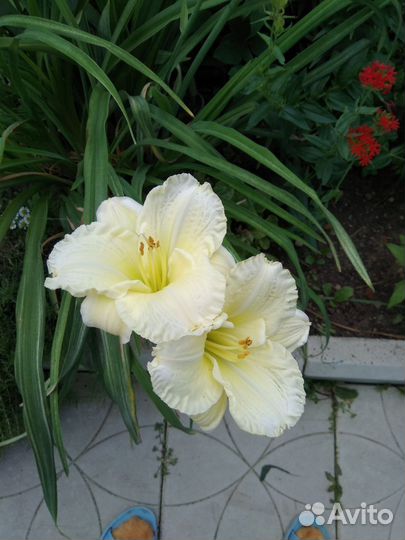 Цветы лилейник