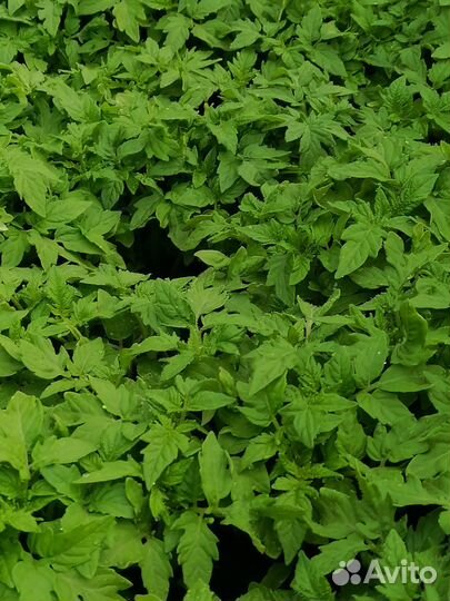 Рассада помидор, перца, баклажанов, базилика