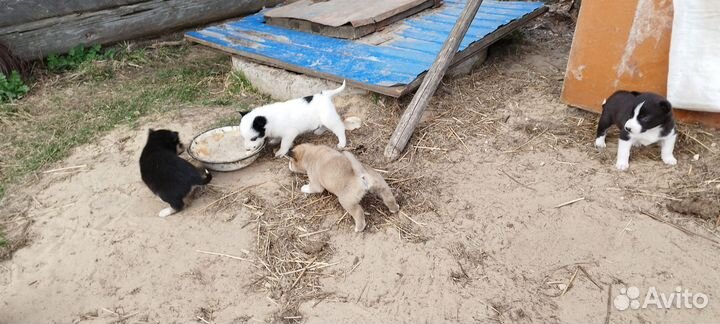 Щенки хаски