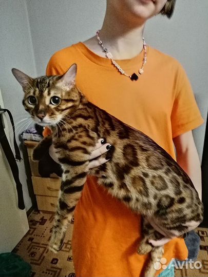 Бенгальский кот вязка