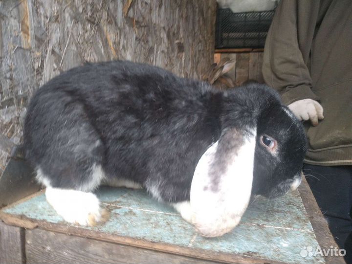 Продам кроликов