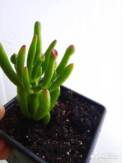 Антуриум,Сансевьера,Хлорофитум,фикус Бенджамина