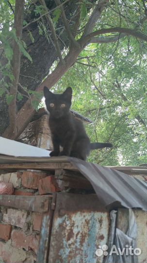 Черный котенок мальчик