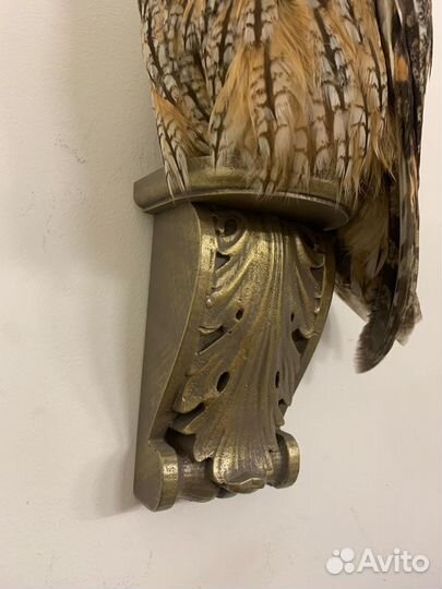 Чучело совы