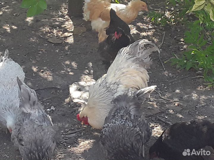 Брама петухи и курица
