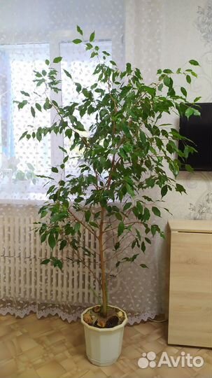 Фикус Бенджамина