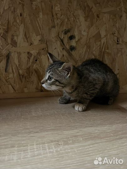 Отдам котенка, девочка