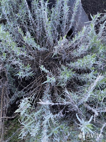 Лаванда саженцы